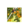 صورة مقص اشجار طويل 130 سم