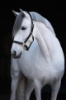 صورة راسية جلد بني خيل نمرة 3 32267